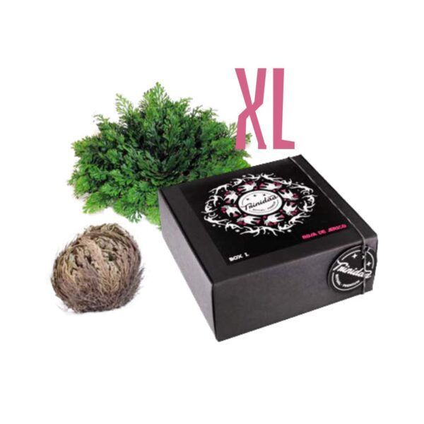 TRINIDAD BOX1 PLUS ROSA JERICÓ XL (1und.)