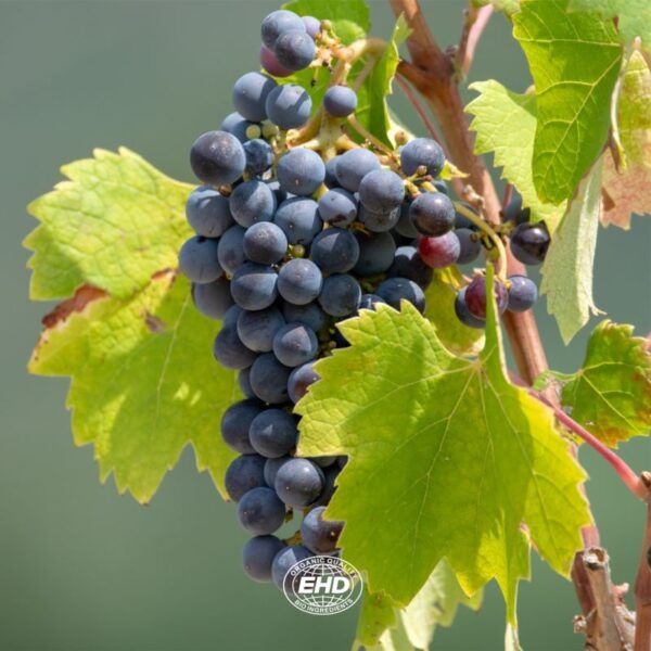 Garnacha Theresa Organic Tinto 0,0 (75cl) - Imagen 6
