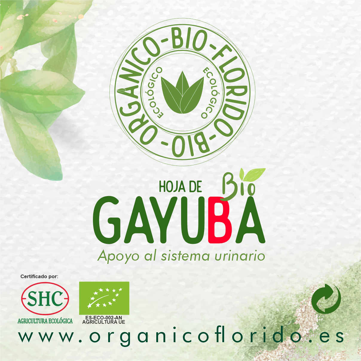 HOJA DE GAYUBA BIO ORGÁNICOFLORIDO 500gr.
