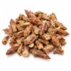 pino yemas cortado 1 kg, planta seca. Orgánicoflorido